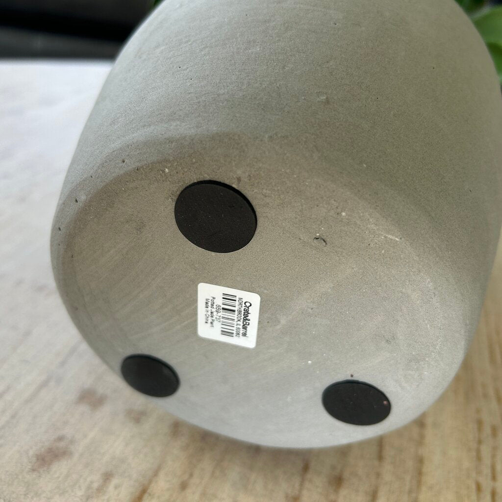 Jade Plant in Ceramic Pot