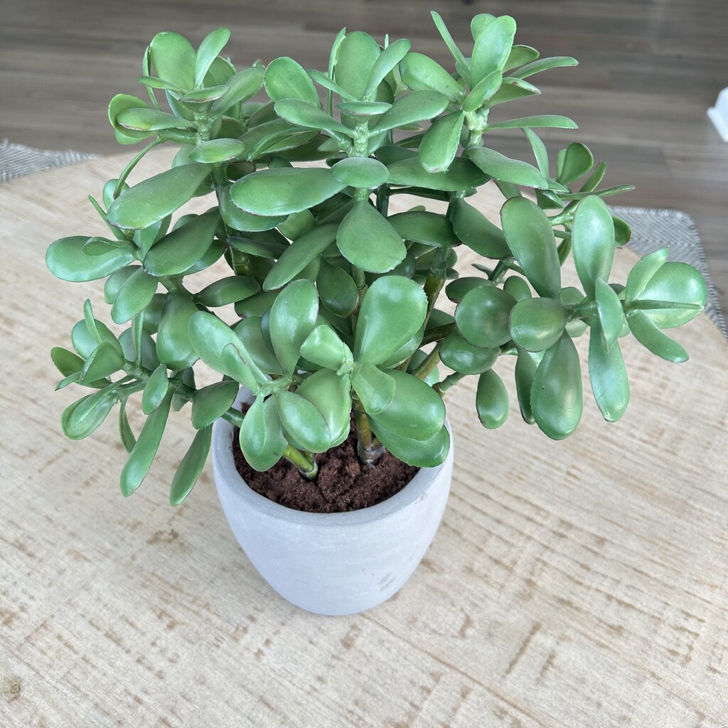 Jade Plant in Ceramic Pot