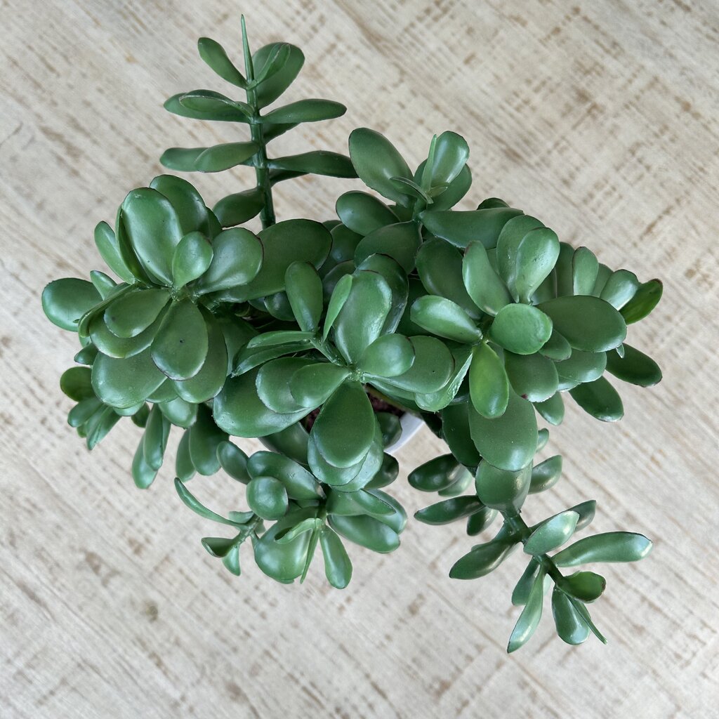 Jade Plant in Ceramic Pot