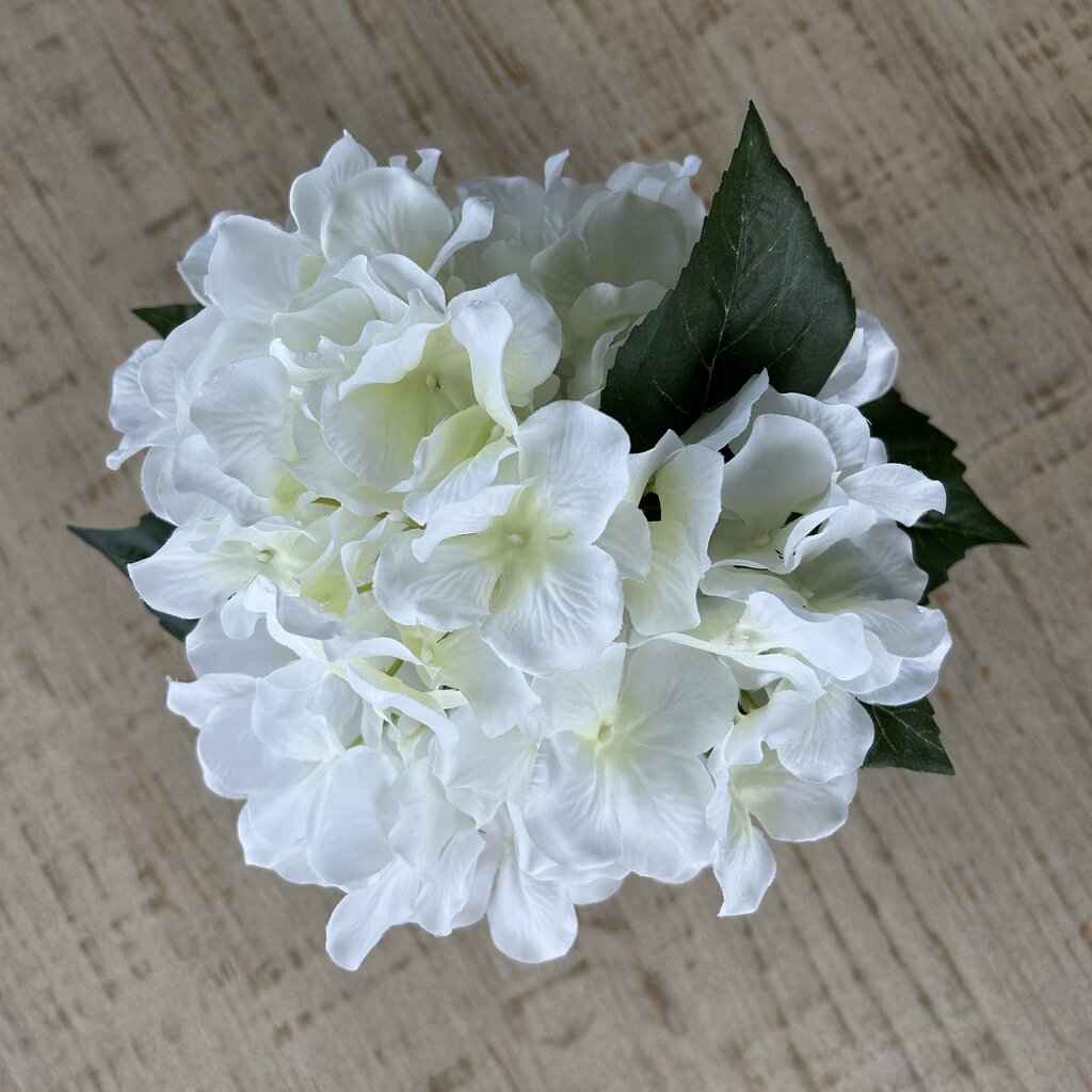 White Flowers in Glass Vase