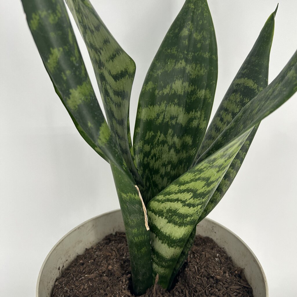 Snake Plant in Pot