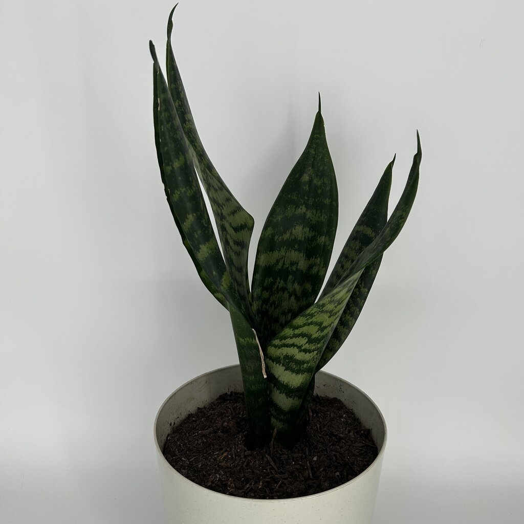 Snake Plant in Pot
