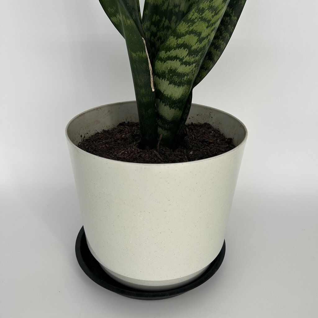 Snake Plant in Pot