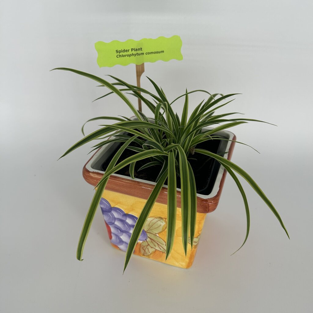 Spider Plant in Fruit Motif Pot