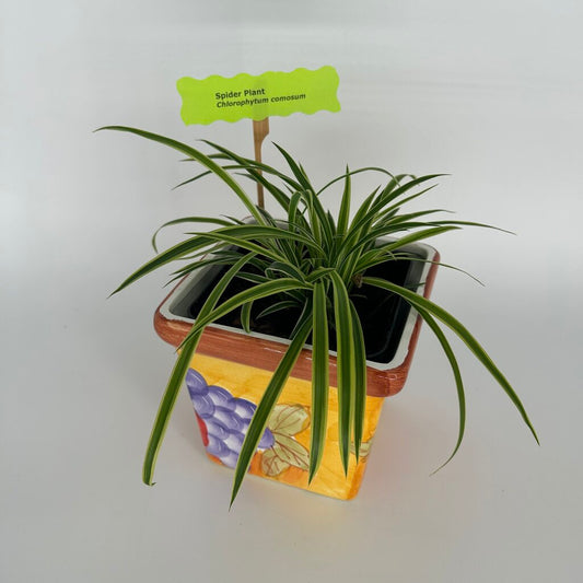 Spider Plant in Fruit Motif Pot