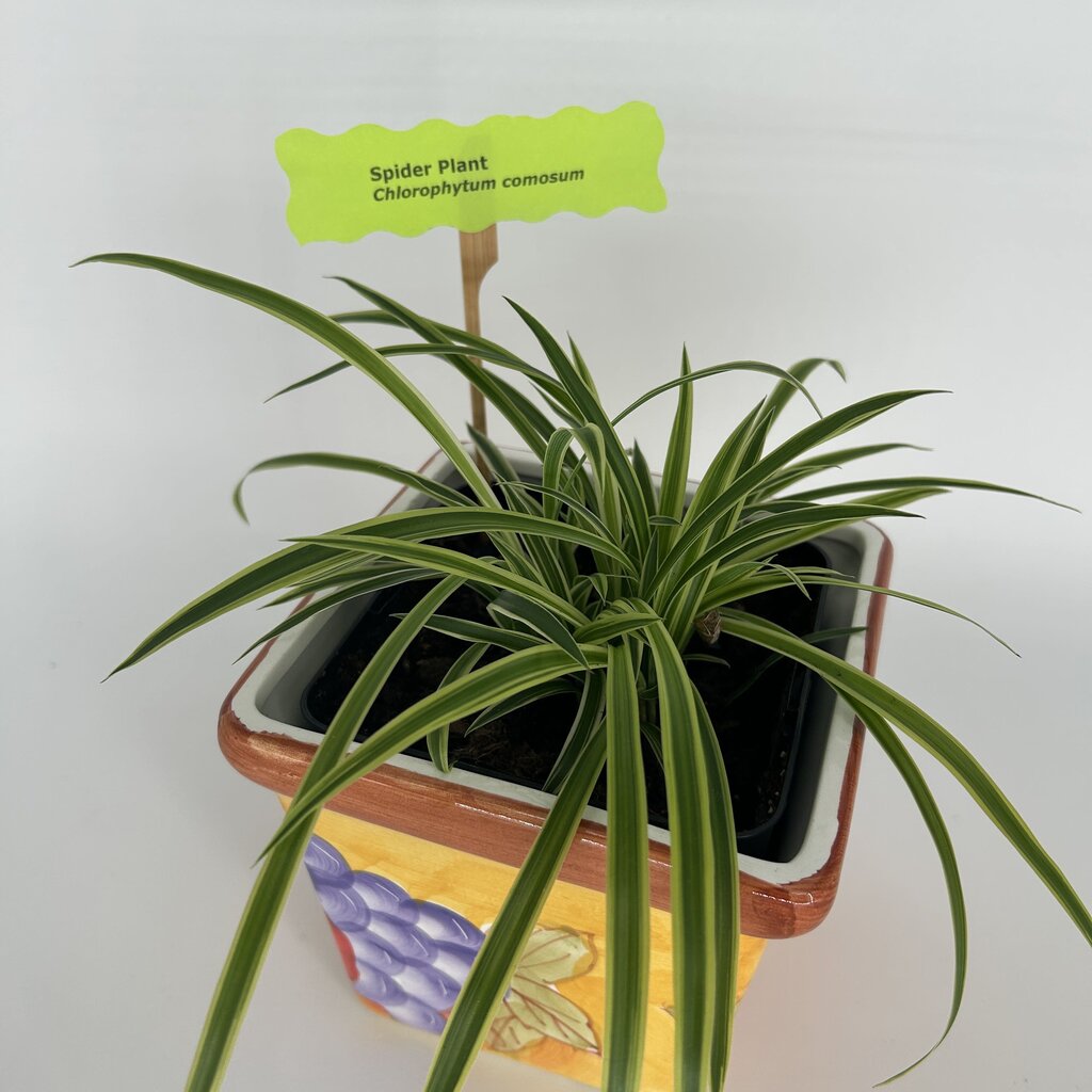 Spider Plant in Fruit Motif Pot