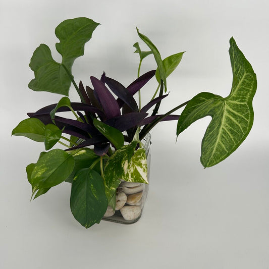 Pothos & Purple Heart in Square Glass Jar