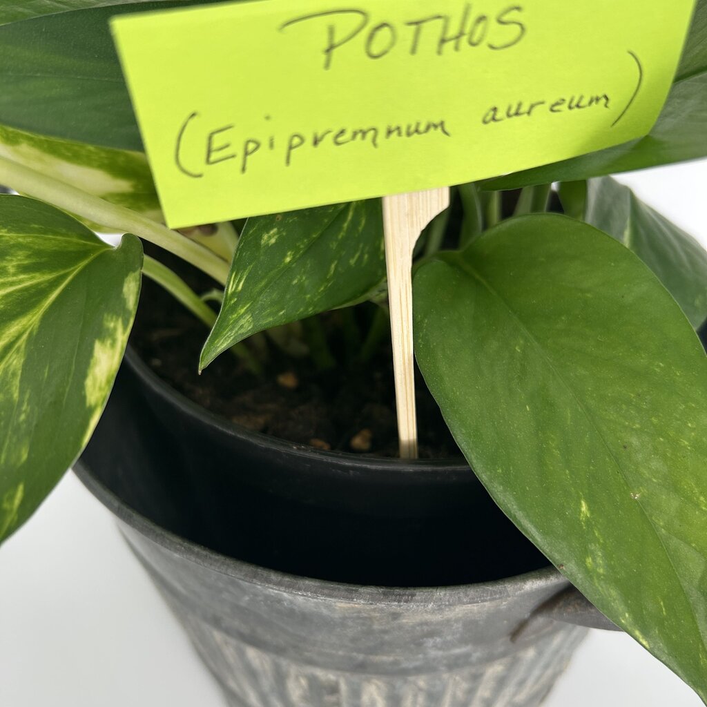 Pothos in Metal Bucket