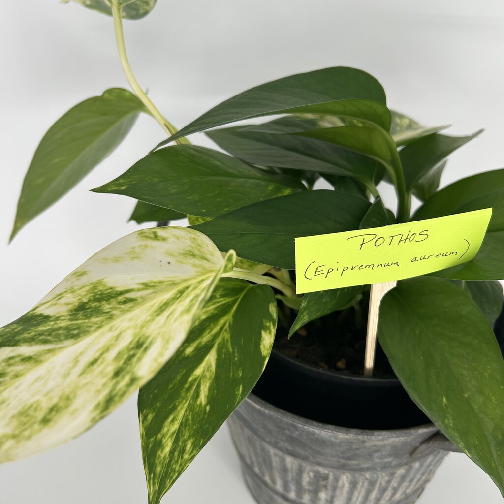 Pothos in Metal Bucket