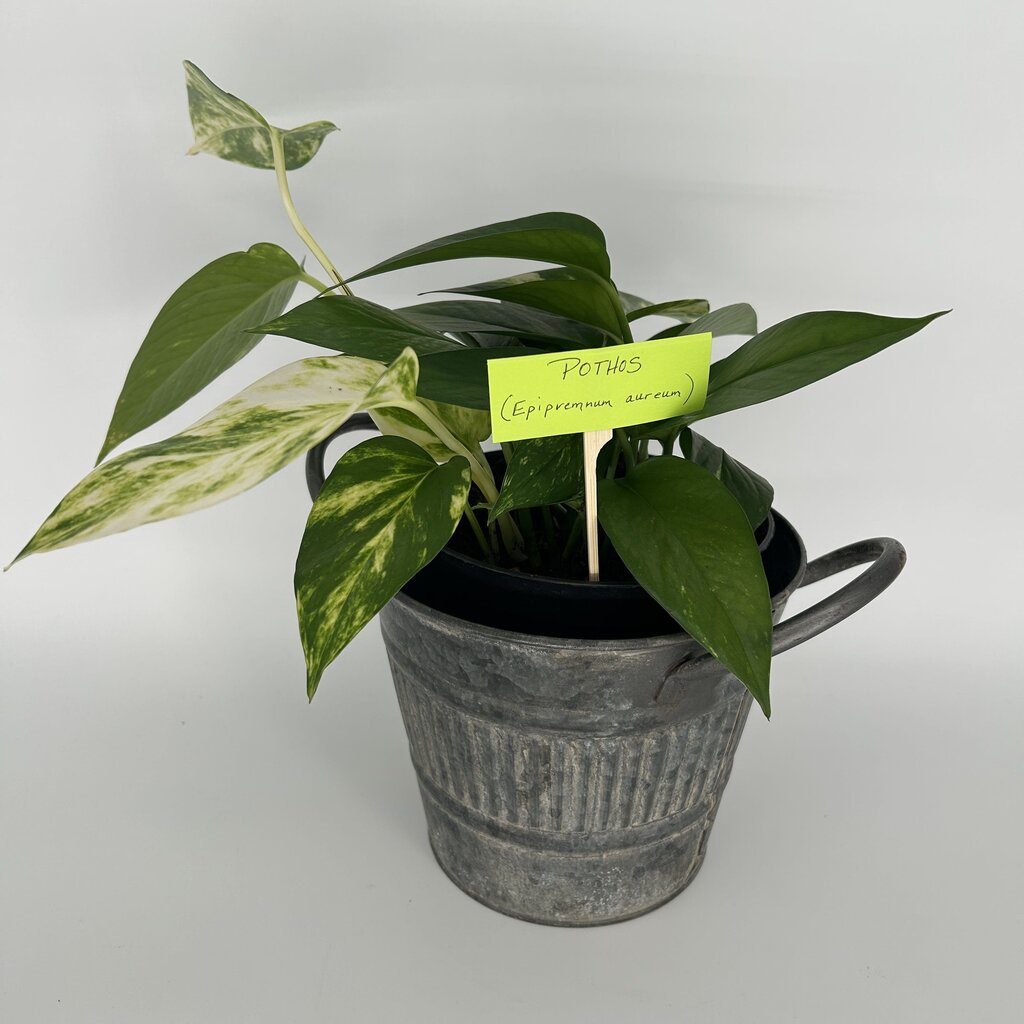 Pothos in Metal Bucket