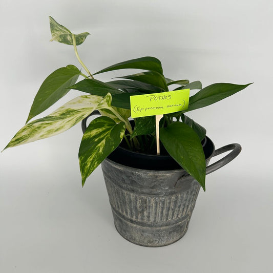 Pothos in Metal Bucket