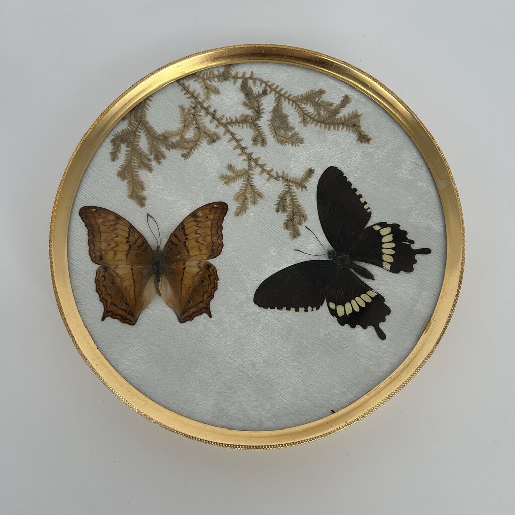 Framed Pressed Butterflies