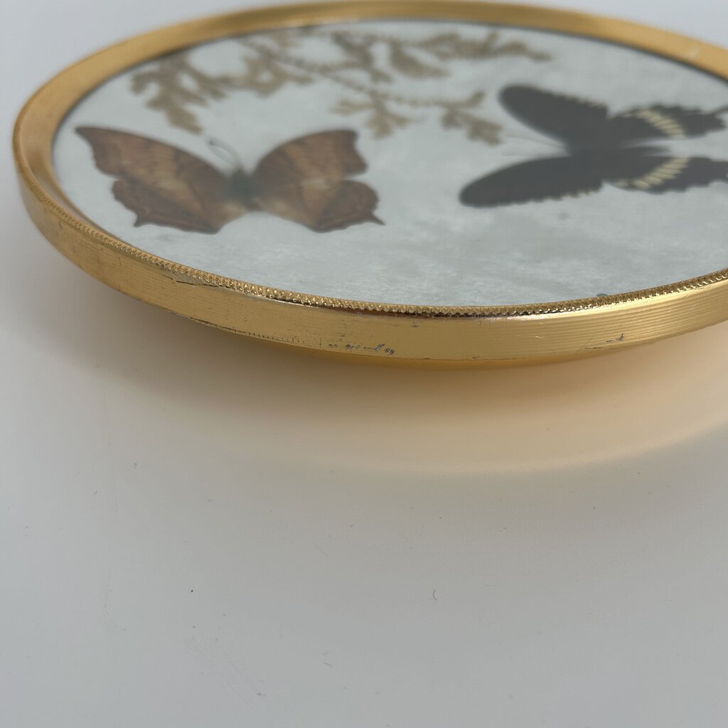 Framed Pressed Butterflies