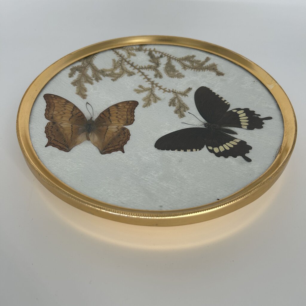 Framed Pressed Butterflies