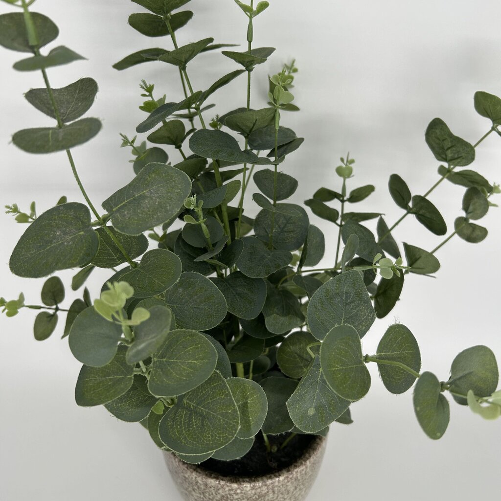 Eucalyptus Bouquet in Vase