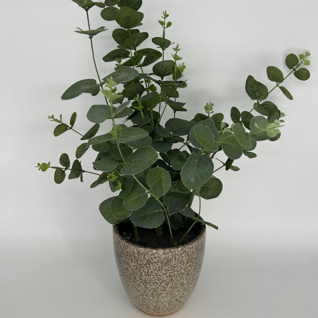 Eucalyptus Bouquet in Vase