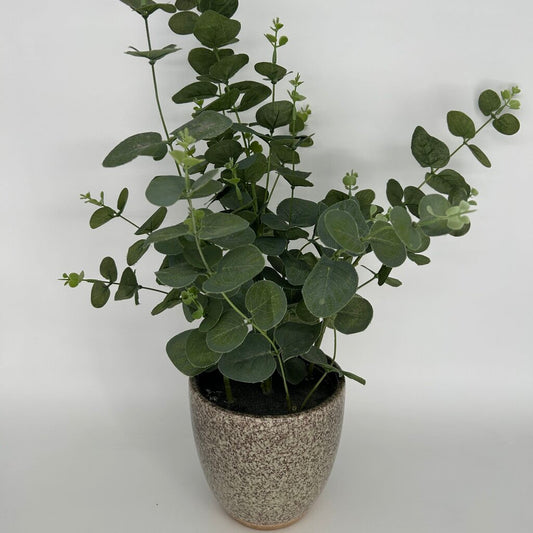 Eucalyptus Bouquet in Vase