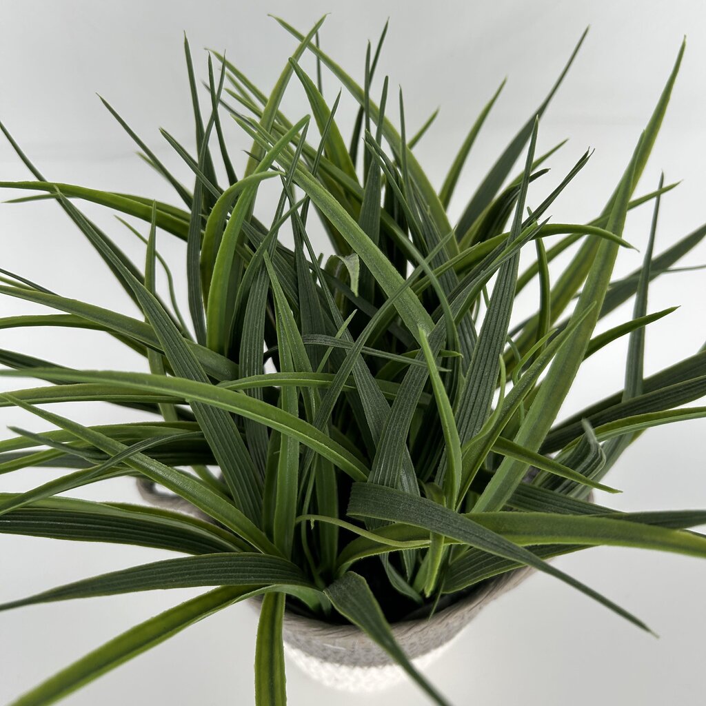 Grass in Coiled Basket Planter