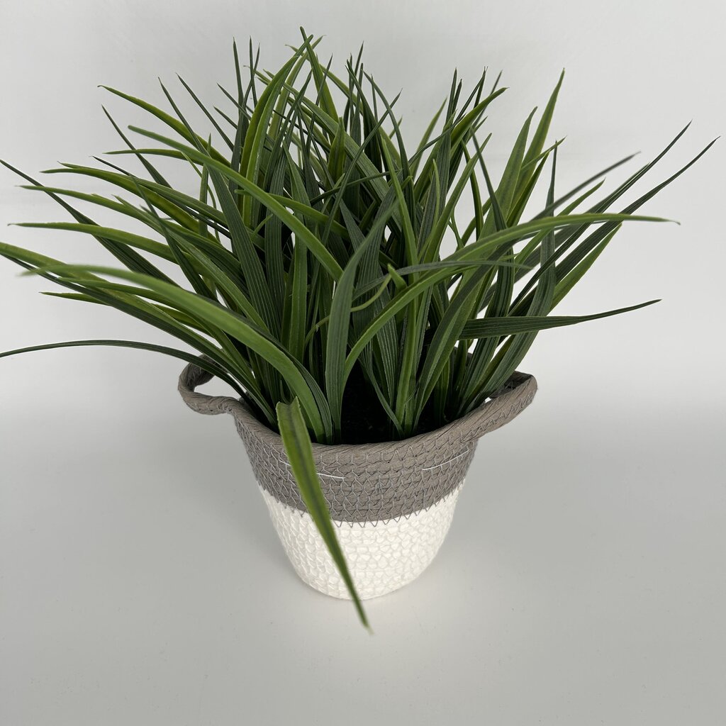 Grass in Coiled Basket Planter