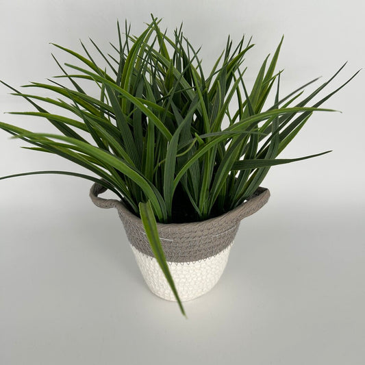 Grass in Coiled Basket Planter