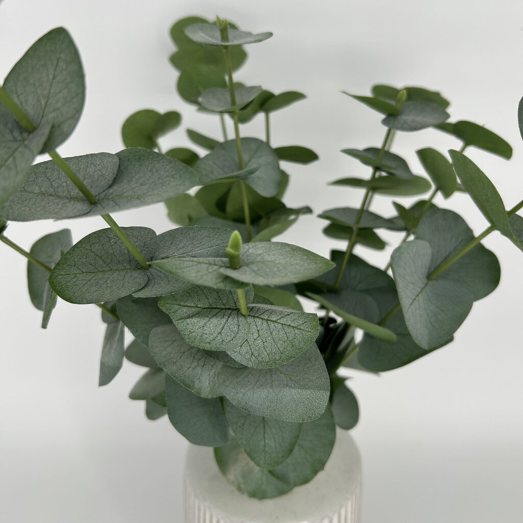Eucalyptus in Ridged Vase