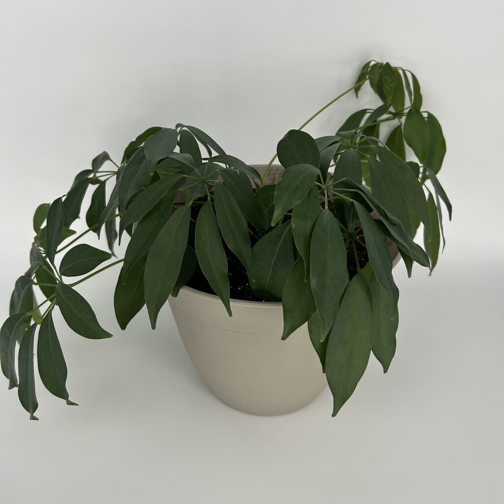Potted Umbrella Tree Plant