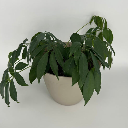 Potted Umbrella Tree Plant