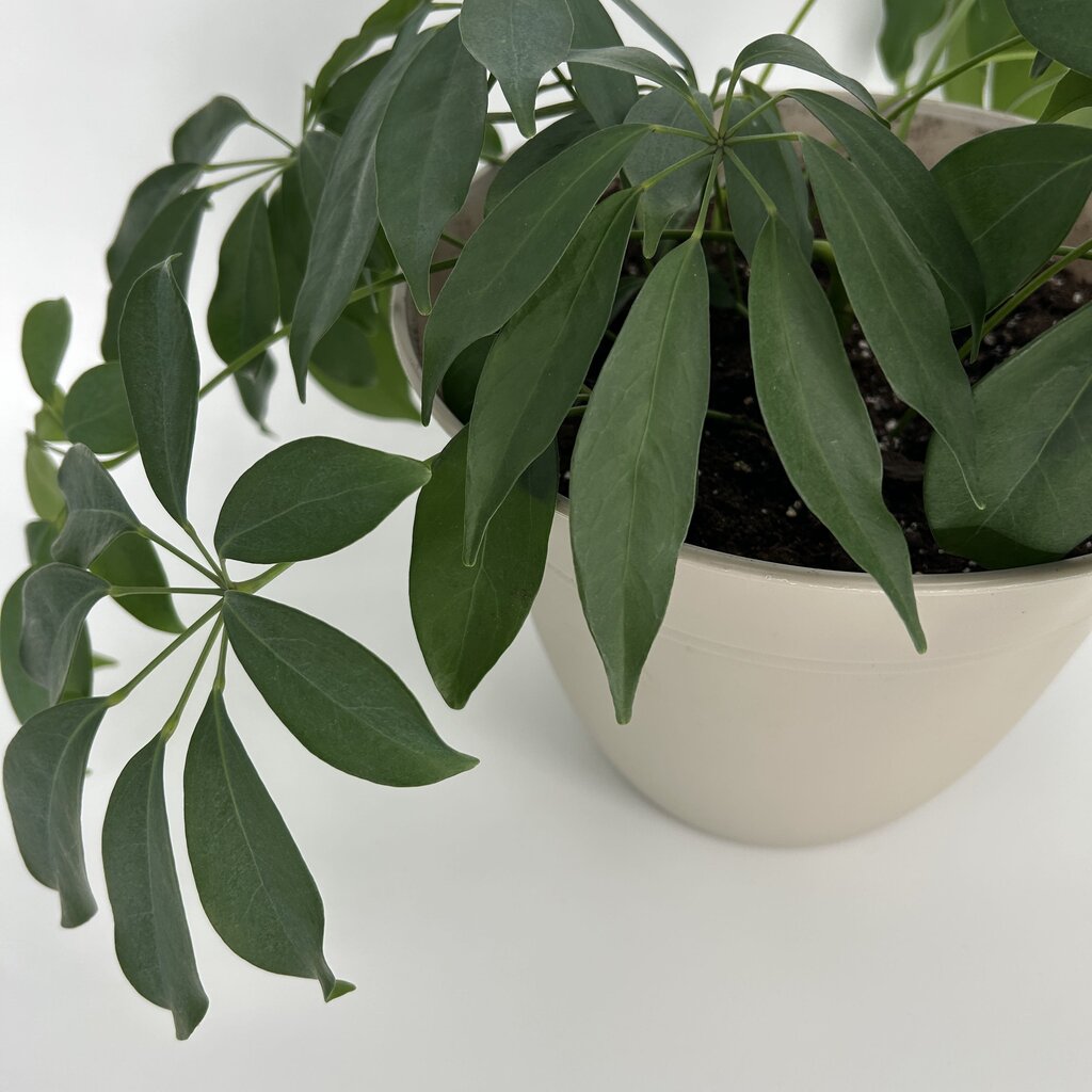 Potted Umbrella Tree Plant