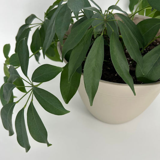 Potted Umbrella Tree Plant