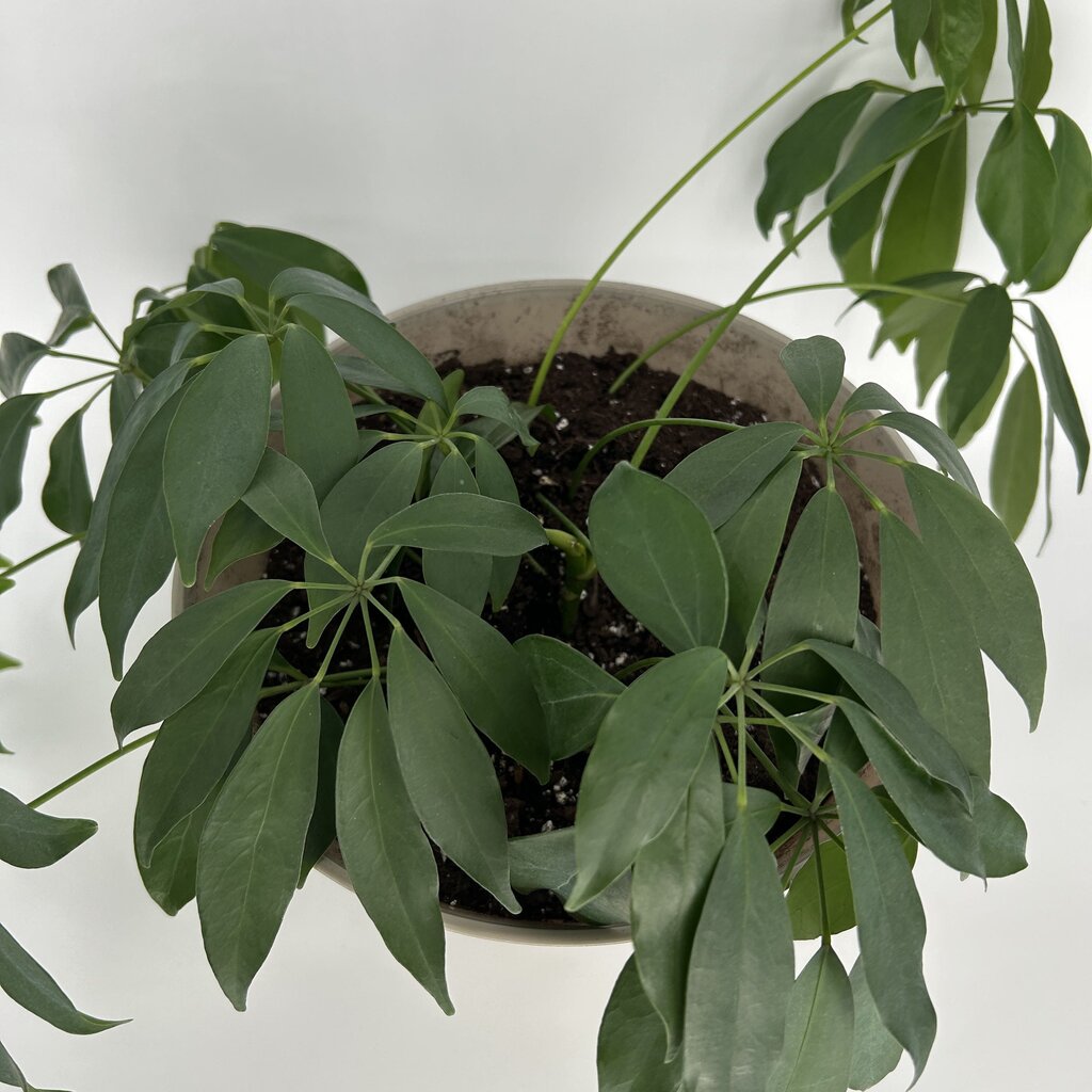 Potted Umbrella Tree Plant