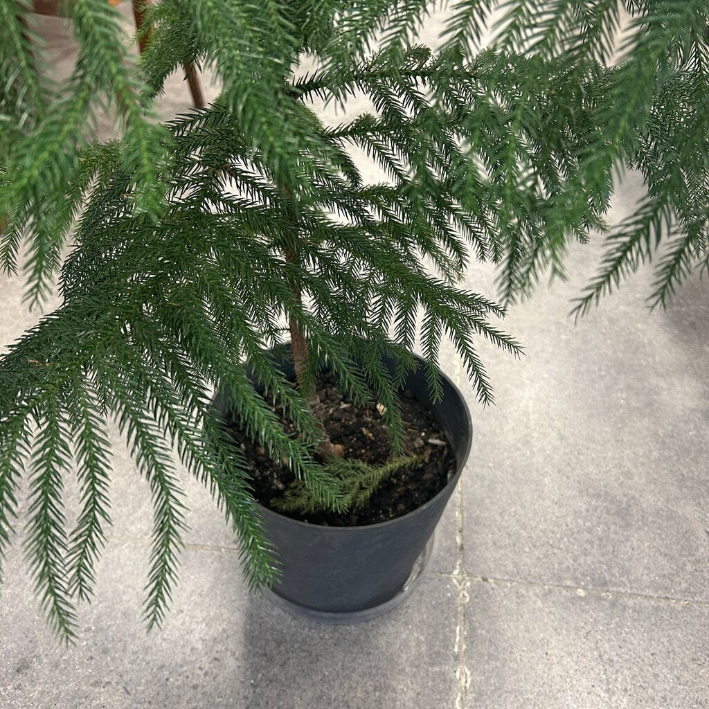 Norfolk Island Pine Tree