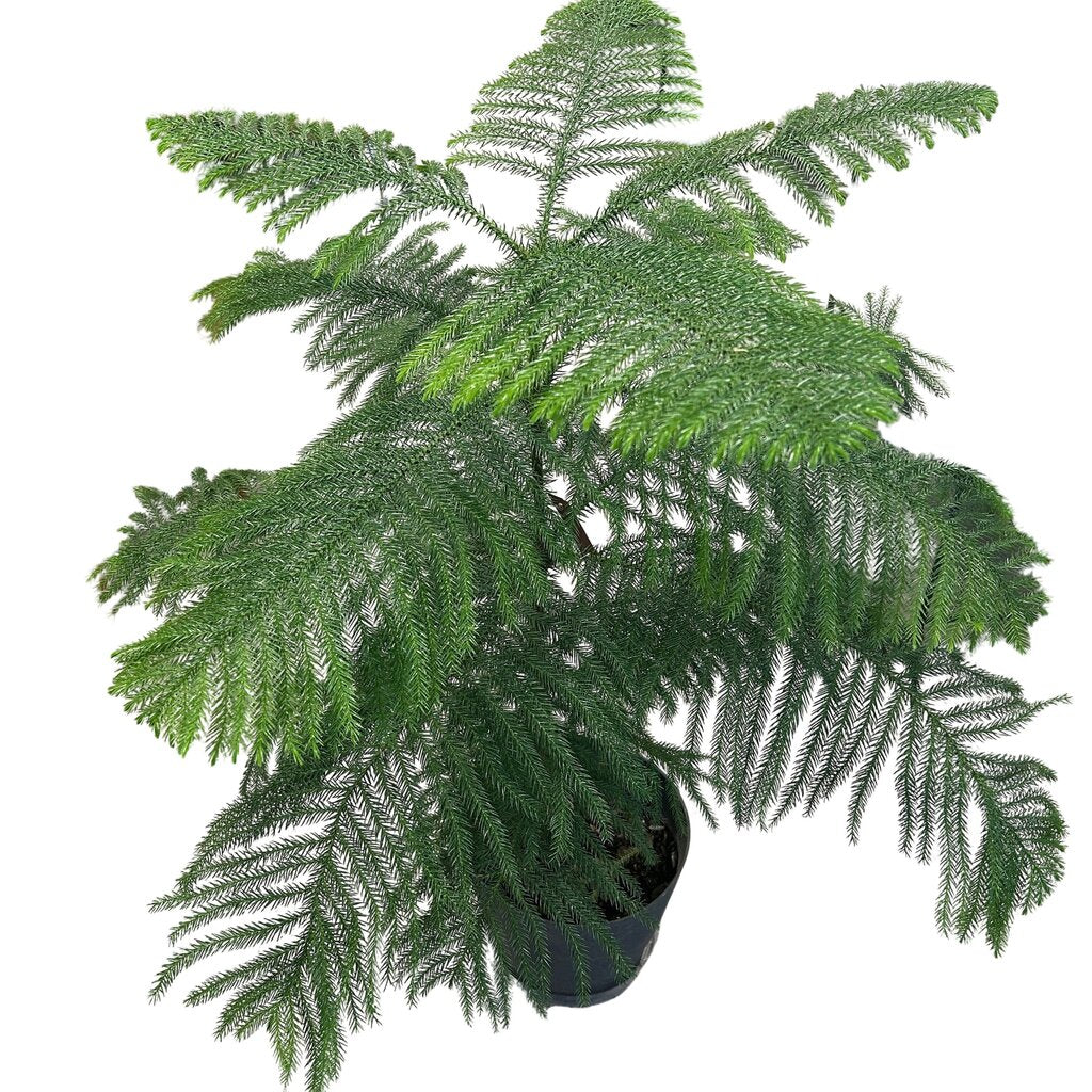 Norfolk Island Pine Tree