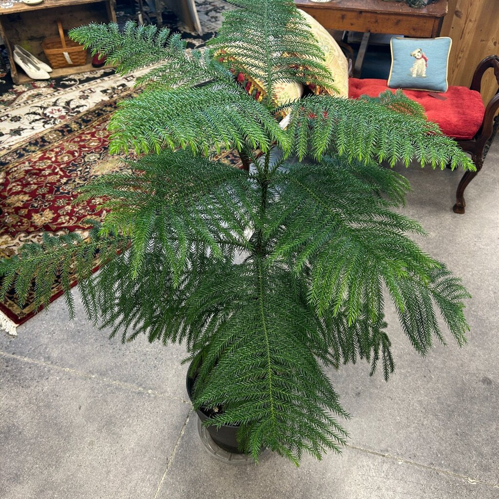 Norfolk Island Pine Tree