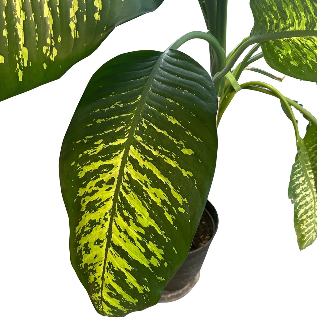 Dieenbachia (Dumb Cane) Tree