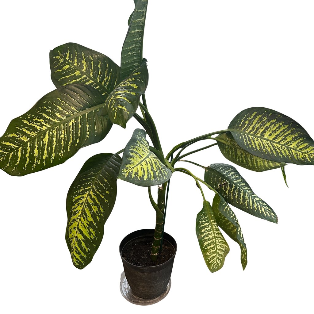 Dieenbachia (Dumb Cane) Tree