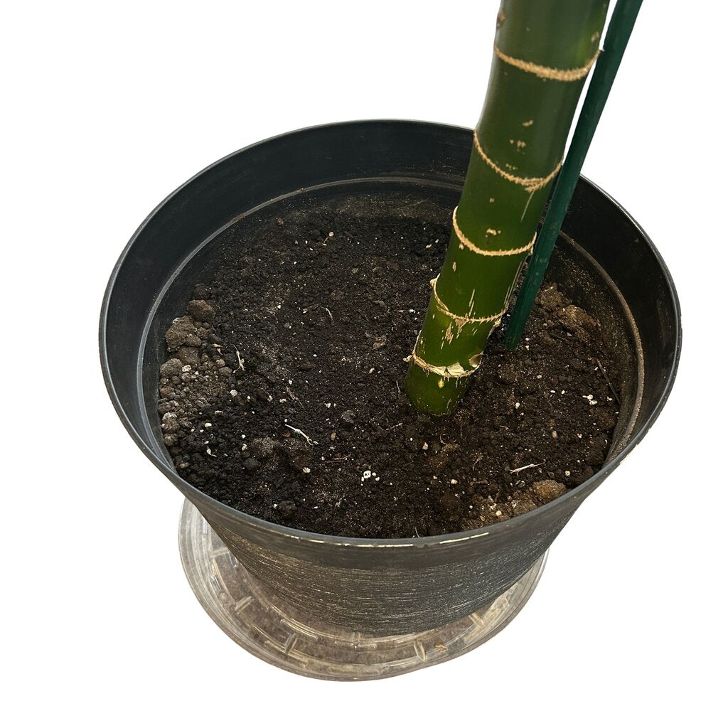 Dieenbachia (Dumb Cane) Tree