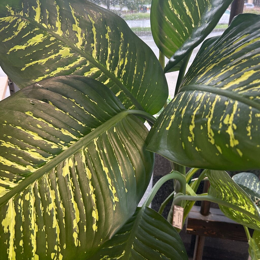 Dieenbachia (Dumb Cane) Tree