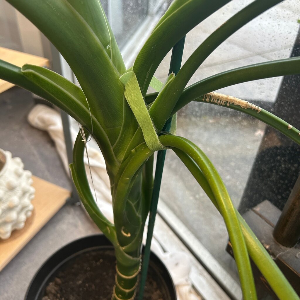 Dieenbachia (Dumb Cane) Tree