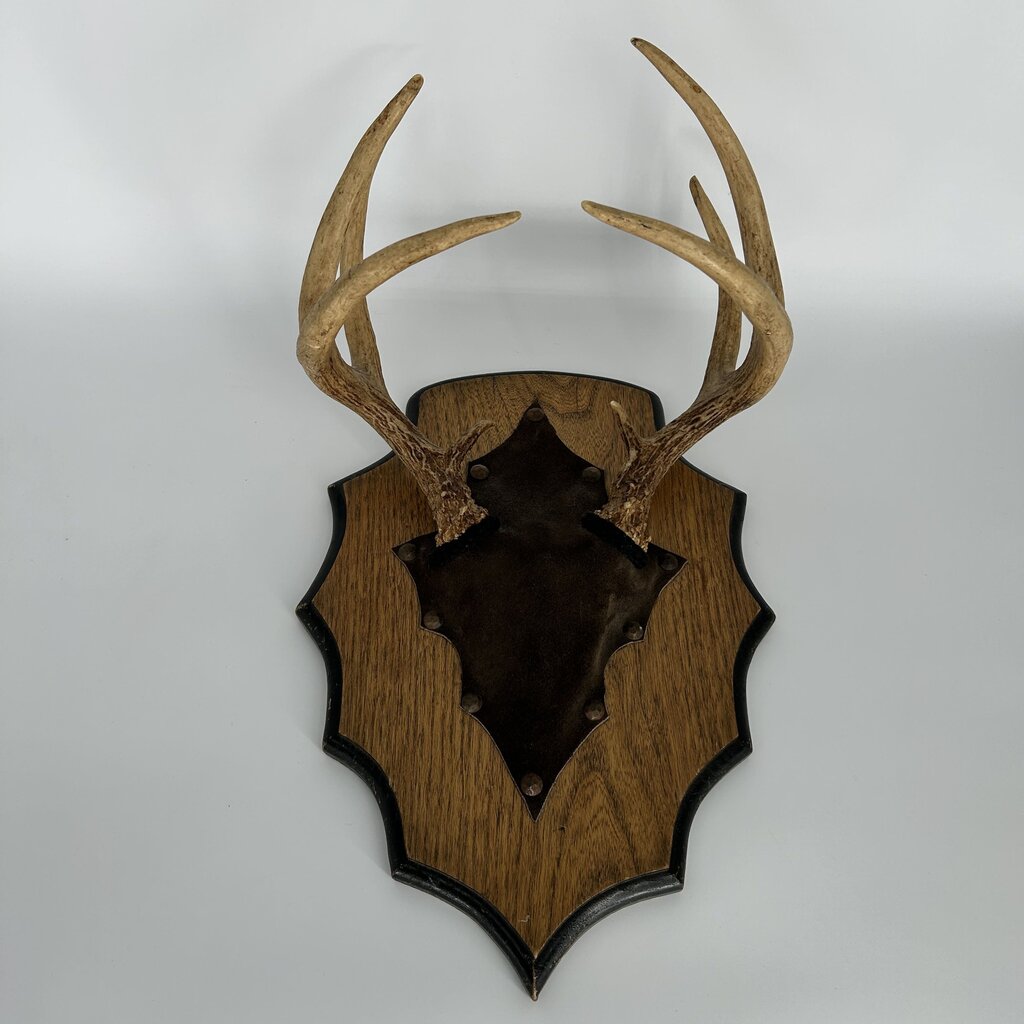 Antler Wall Hanging