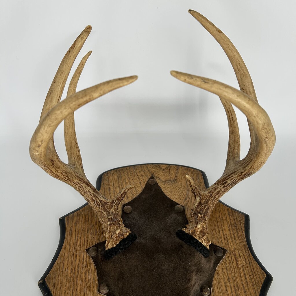 Antler Wall Hanging