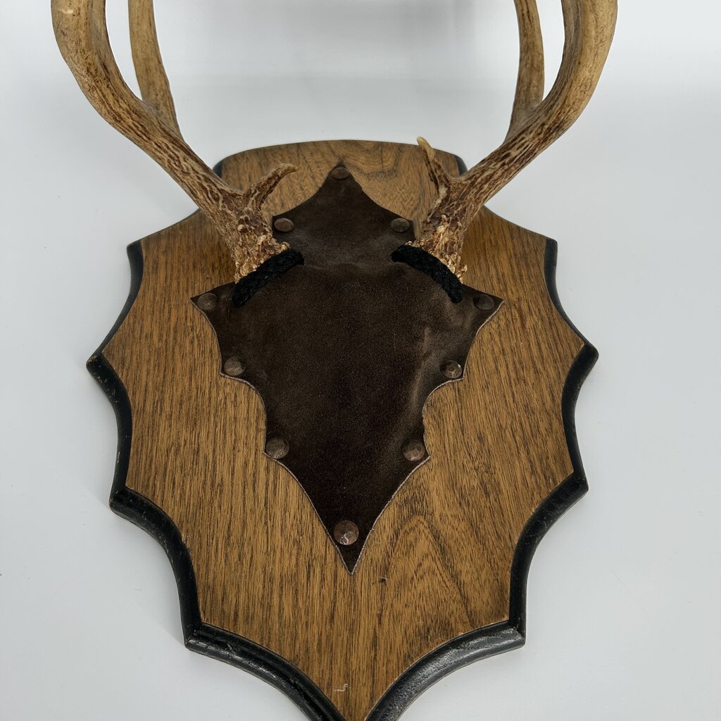 Antler Wall Hanging