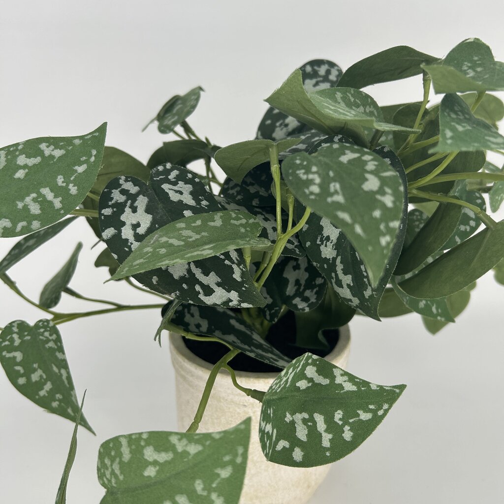 Faux Pothos in Pot