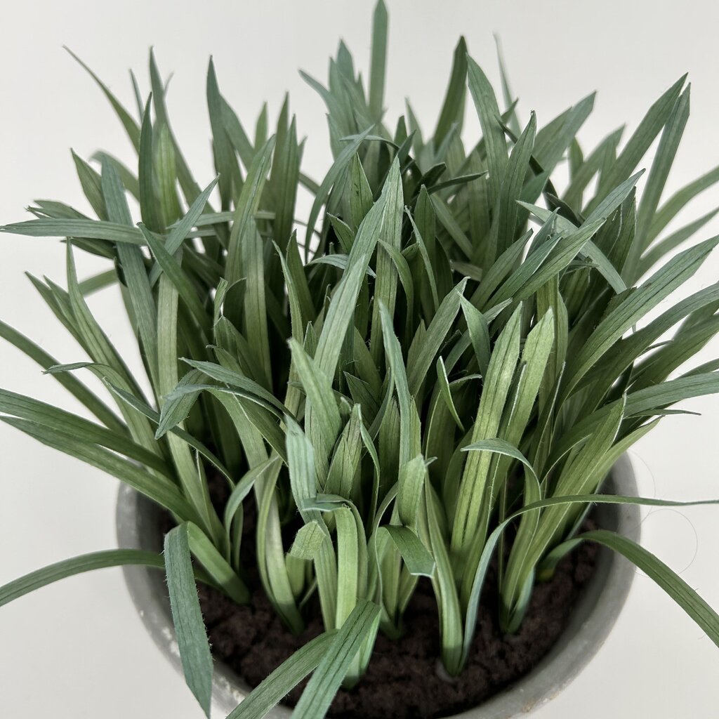 Faux Grass in Concrete Pot