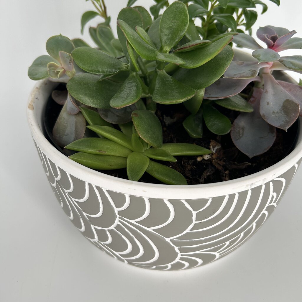 Succulent Garden