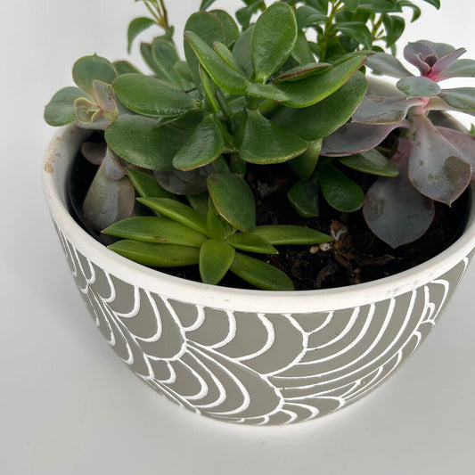 Succulent Garden