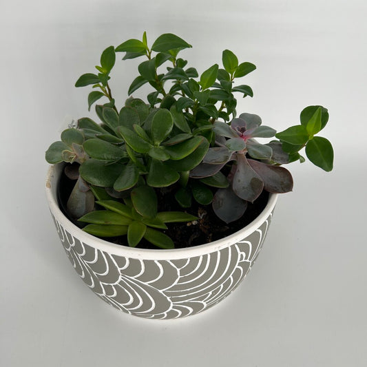 Succulent Garden