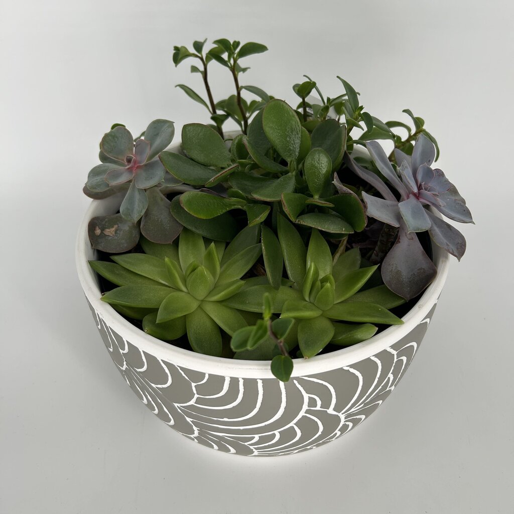Succulent Garden