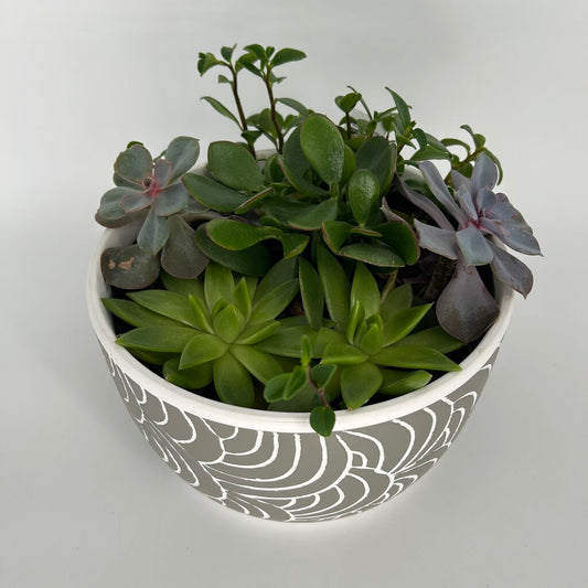 Succulent Garden
